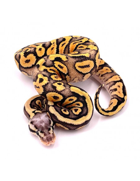 PITÃO BOLA 'Yellow Belly het Pied' - Fêmea
