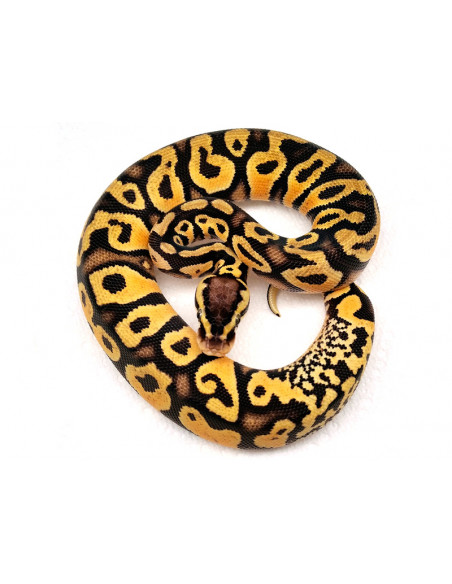 PITÃO BOLA 'Pastel Yellow Belly het Pied' - Macho