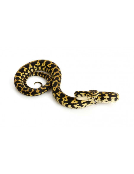 Morelia Spilota