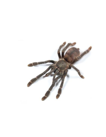 TARÂNTULA FANTASMA ARBORÍCOLA, 1.5 CM