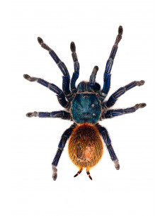 TARÂNTULA AZUL VERDE GBB, 5 CM - MACHO