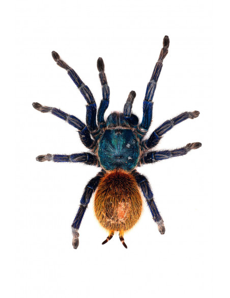 TARÂNTULA AZUL VERDE GBB, 5 CM - MACHO