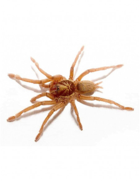 TARÂNTULA TRINIDADE DOURADA, 1 CM