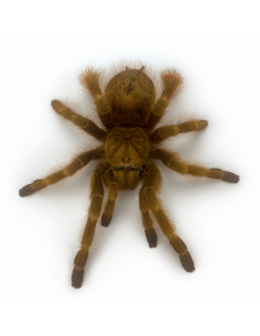 TARÂNTULA BRASILEIRA DOURADA, 6 CM - FEMEA