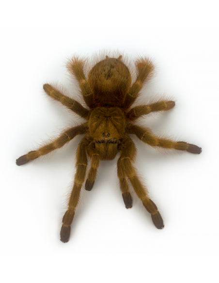 TARÂNTULA BRASILEIRA DOURADA, 6 CM - FEMEA
