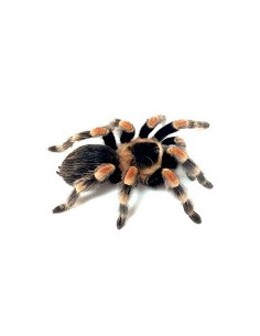 TARÂNTULA GIGANTE BRASILEIRA LARANJA, 1 CM