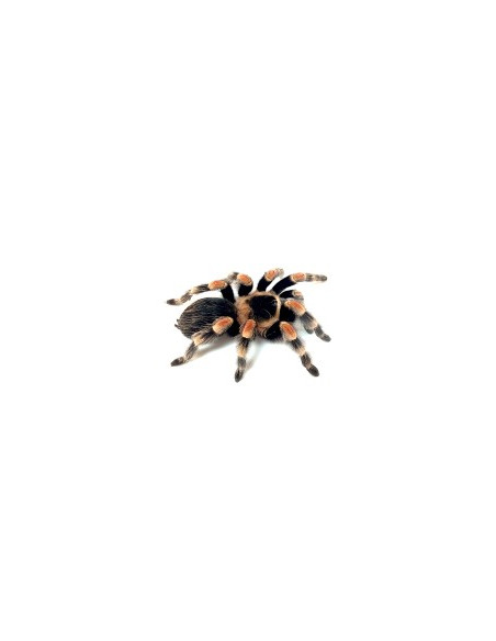 TARÂNTULA GIGANTE BRASILEIRA LARANJA, 1 CM