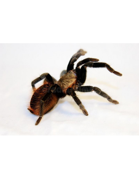 TARÂNTULA VERMELHA MEXICANA, 7 CM - FEMEA