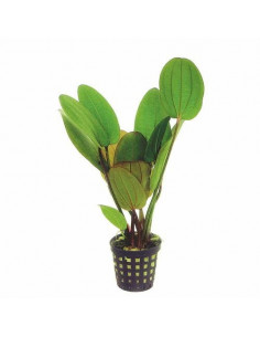 ECHINODORUS COMPACTA