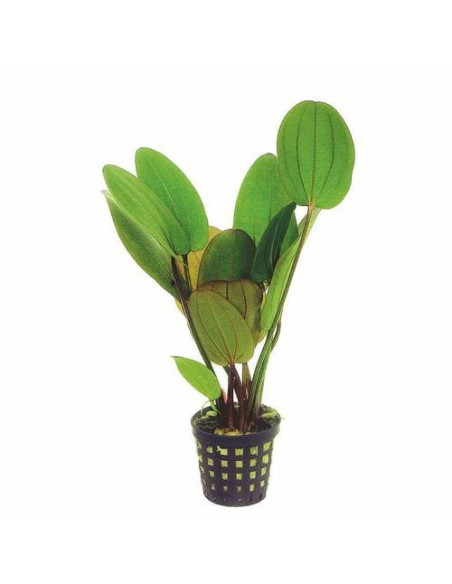 ECHINODORUS RADICANS