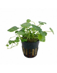 HYDROCOTYLE VULGARIS