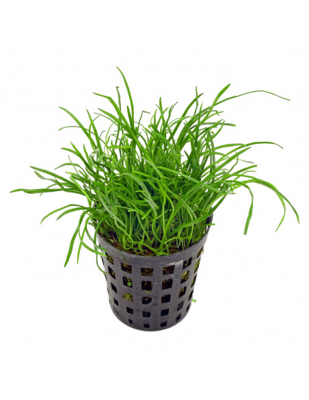 LILAEOPSIS MAURITIANA
