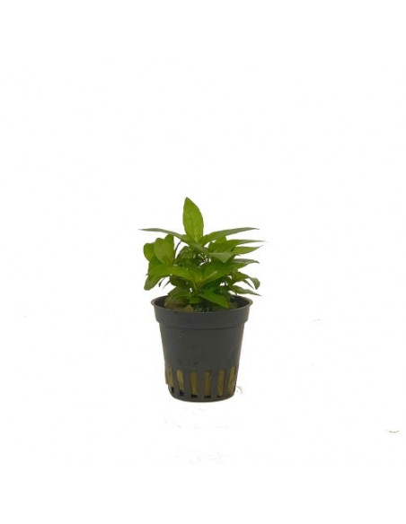 STAUROGYNA REPENS
