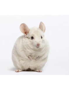 CHINCHILLA BRANCA