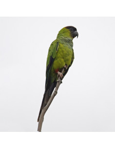 PERIQUITO DE CABEÇA PRETA