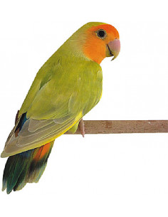 PERIQUITO AFRICANO ROSEICOLLI "LONGFEATHER"