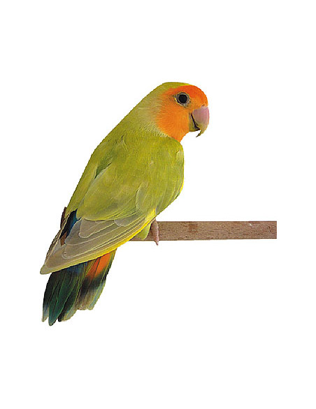 PERIQUITO AFRICANO ROSEICOLLI "LONGFEATHER"