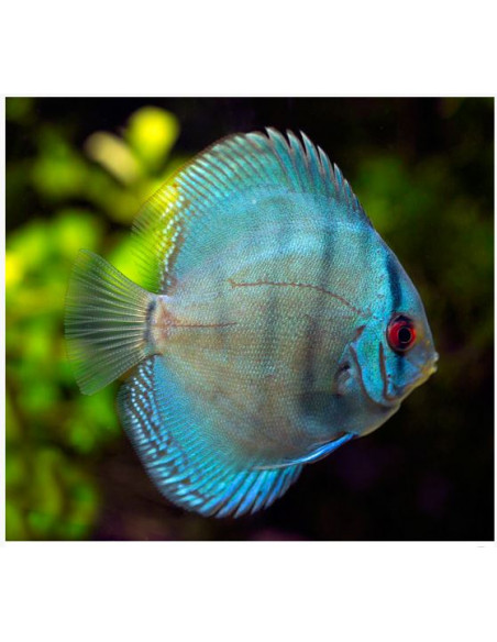 DISCO AZUL DIAMANTE, 5 - 6 CM