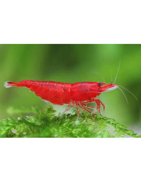 CAMARÃO NEOCARIDINA 'BLOODY MARY'
