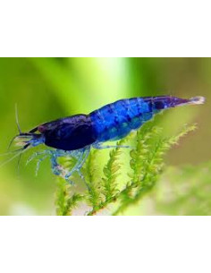 CAMARÃO NEOCARIDINA 'BLUE DIAMOND'