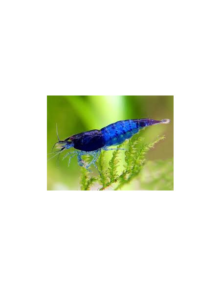 CAMARÃO NEOCARIDINA 'BLUE DIAMOND'