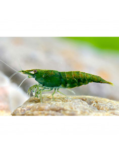 CAMARÃO NEOCARIDINA 'GREEN JADE'