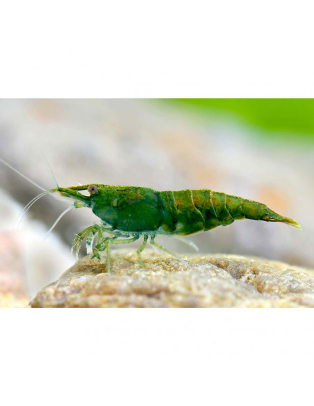 CAMARÃO NEOCARIDINA 'GREEN JADE'