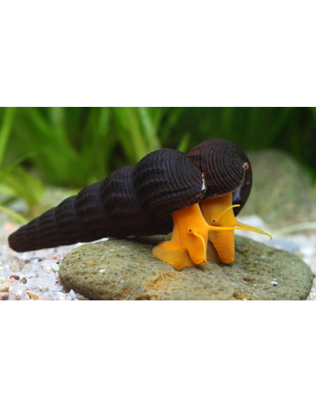 CARACOL COELHO LARANJA, 4 CM