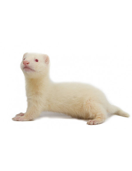 FURÃO 'Albino'
