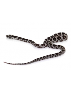 COBRA DO MILHO 'ANERY'