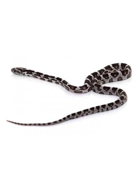 COBRA DO MILHO 'ANERY'