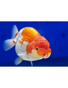ORANDA VERMELHO E BRANCO, 9 - 10 CM