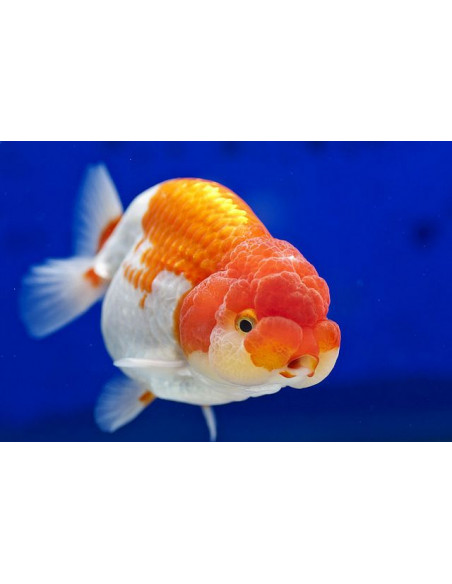 ORANDA VERMELHO E BRANCO, 9 - 10 CM