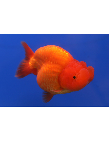 ORANDA VERMELHO, 8 - 10 CM