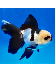 ORANDA PANDA, 7 - 10 CM