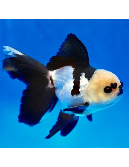 ORANDA PANDA, 7 - 10 CM