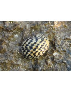 CARACOL NERITA, 2 - 3 CM