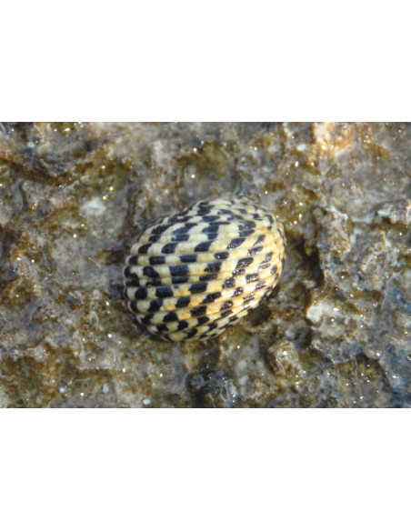 CARACOL NERITA, 2 - 3 CM