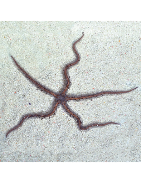 ESTRELA SERPENTE