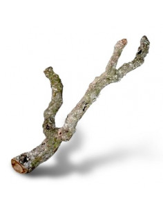 RAMO DE CORTIÇA - TAM XXL