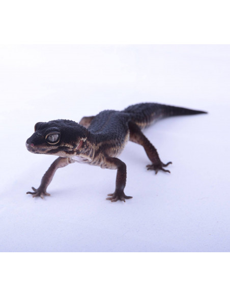 GECKO LEOPARDO 'Black Night' GECKO LEOPARDO 'Black Night'