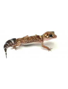 GECKO DE CAUDA GORDA