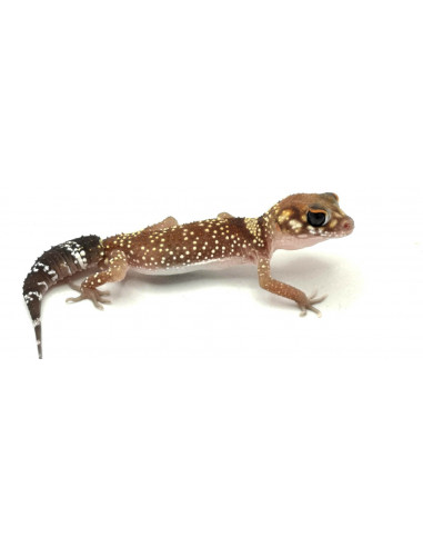 GECKO DE CAUDA GORDA