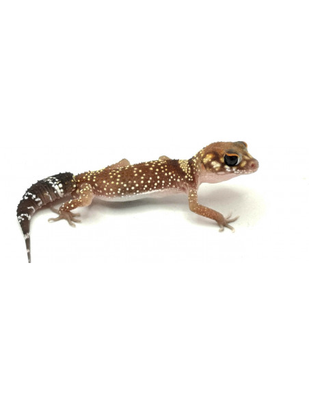 GECKO DE CAUDA GORDA GECKO DE CAUDA GORDA