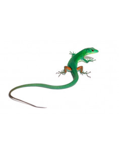 LAGARTO DE QUILHAS VERDE