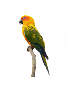 ARATINGA JANDAIA Bébé