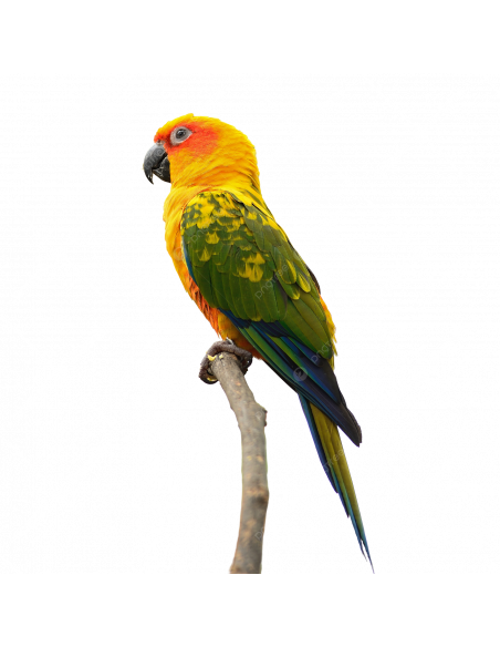 ARATINGA JANDAIA Bébé