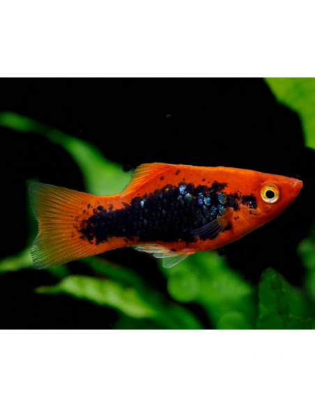 PLATY RED TUXEDO