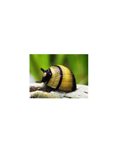 CARACOL NERITINA ZEBRA DE CHIFRE
