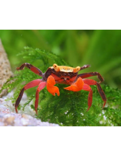 CARANGUEJO VAMPIRO DIABO VERMELHO 4 CM